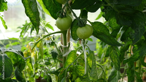 green fruits of tomatoes on a branch in a greenhouse.