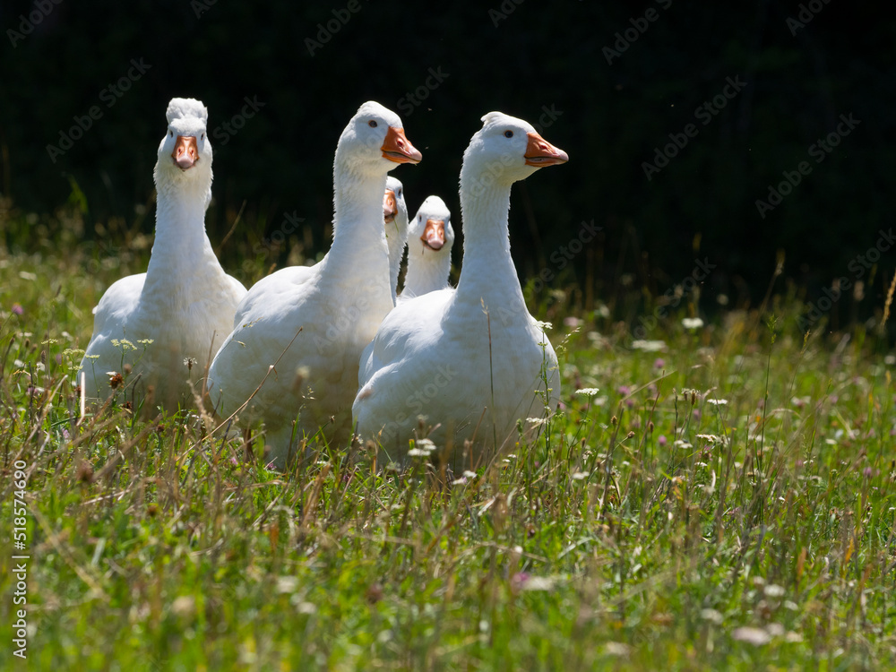 white geese on a pasture white geese on a pasture