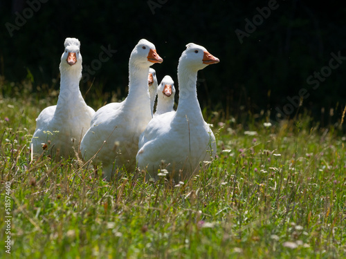 white geese on a pasture © Vera Kuttelvaserova