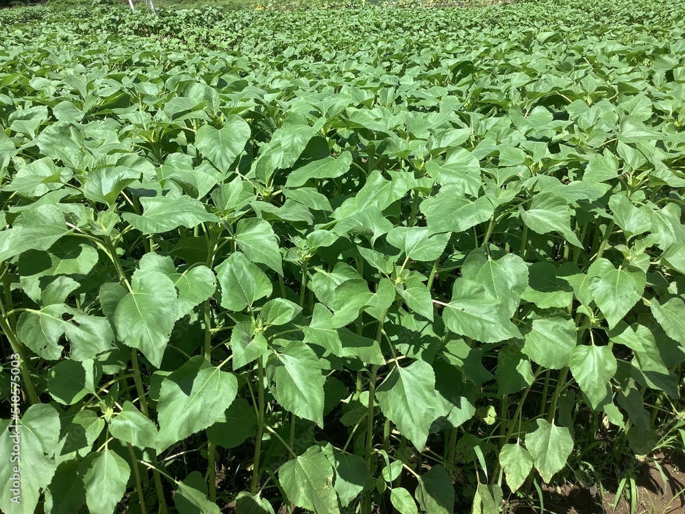 Sunflower seedlings on one side of the sunflower field Sunflower seedlings on one side of the sunflower field