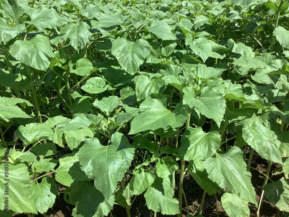 Sunflower seedlings on one side of the sunflower field Sunflower seedlings on one side of the sunflower field
