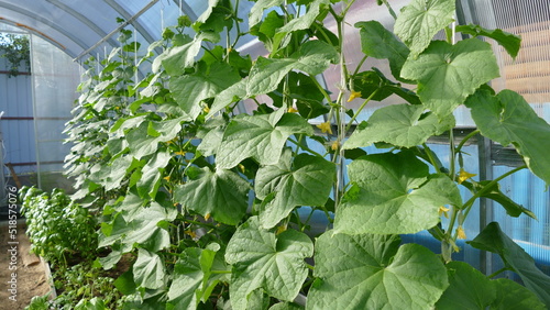 greenhouse for growing fresh cucumbers