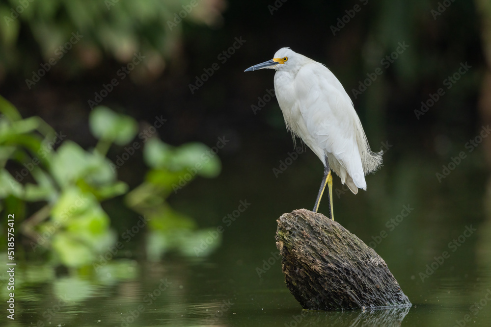 Snowy egret perched on a tree trunk Snowy egret perched on a tree trunk