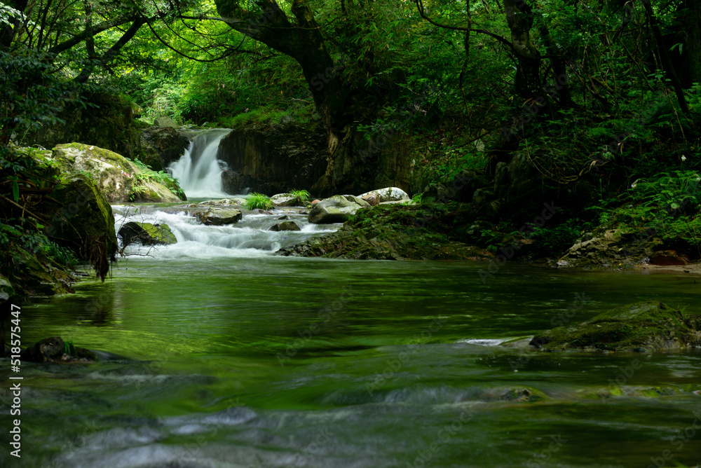 新緑の渓流 新緑の渓流