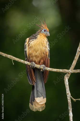 Hoatzin perched on a branch at the side of an Amazonian lake photo