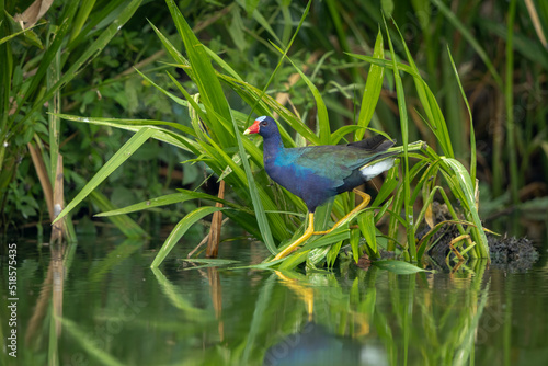 Purple Gallinule wading in the marshes