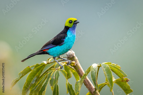 Paradise Tanager perched in a tree top