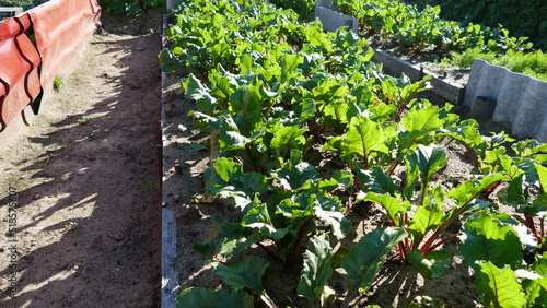 garden bed with fresh beets.