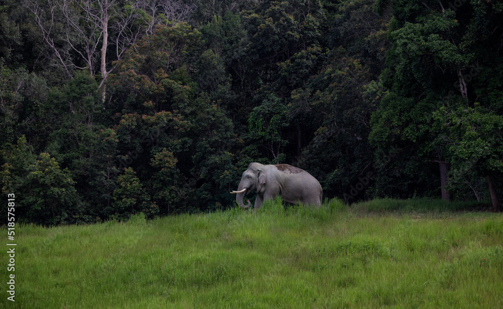 Asian wild elephant standing in the forest on mountain. Asian wild elephant standing in the forest on mountain.