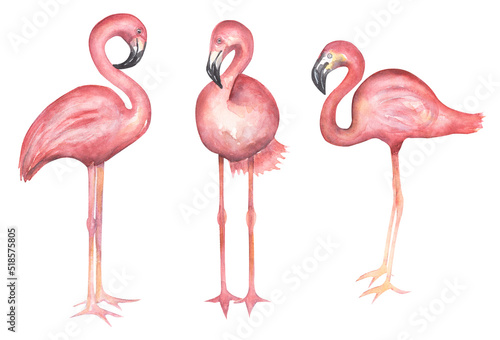 Watercolor hand drawn flamingos clipart set. Pink big exotic birds illustration. © MayaNavits