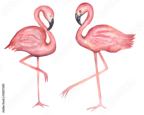 Watercolor hand drawn flamingos clipart set. Pink big exotic birds illustration. © mayillustration