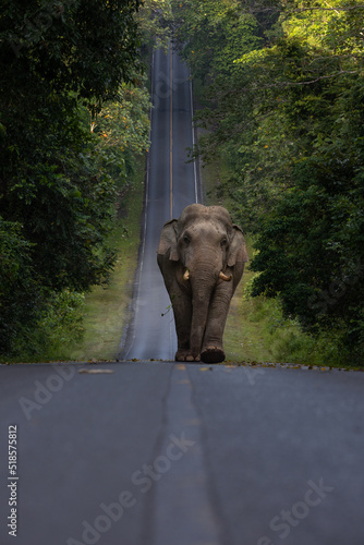 Photography Asian wild elephant walking on road cross the mountain.