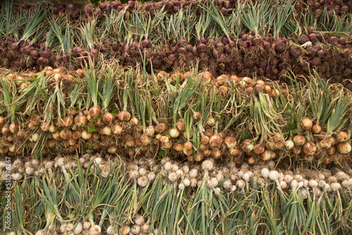 Onions drying on table. 