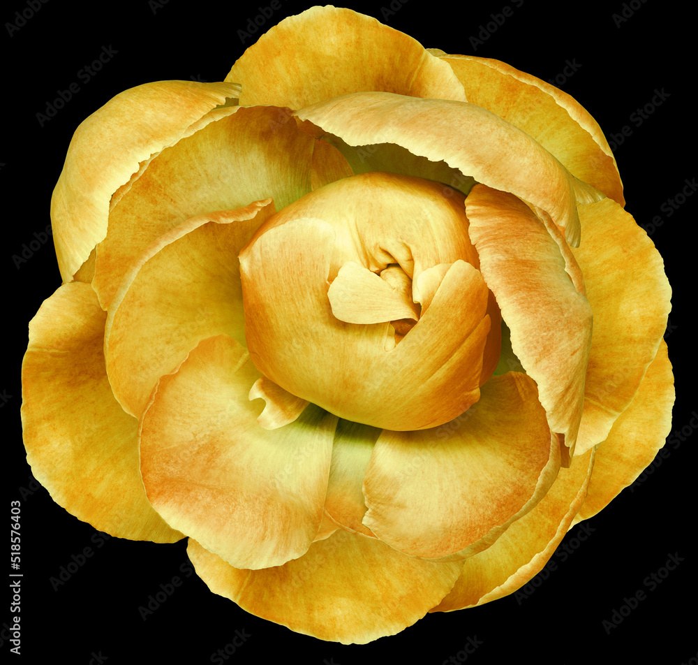 Yellow peony flower on black isolated background with clipping path. Closeup. For design. Nature. Yellow peony flower on black isolated background with clipping path. Closeup. For design. Nature.