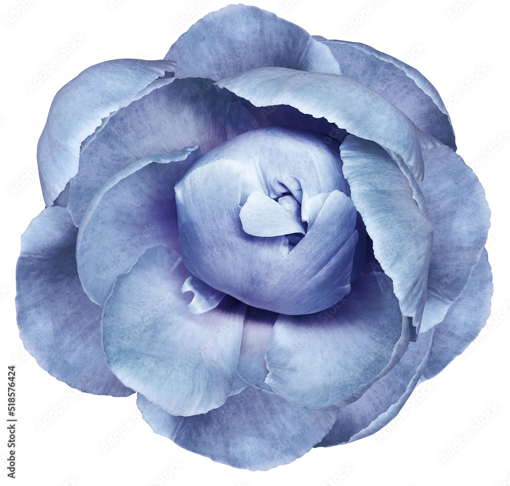 Obraz premium Blue peony flower on white isolated background with clipping path. Closeup. For design. Nature.