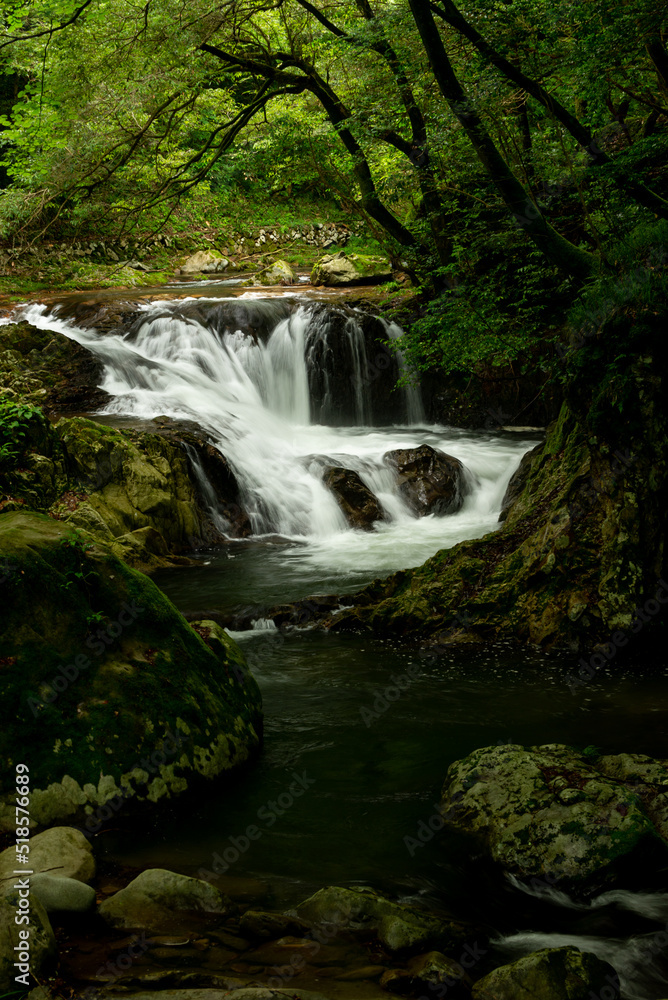 Fototapeta premium 新緑の渓流