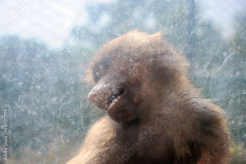 Monkeypox outbreak concept. Baboon locked behind glass. Monkeypox is caused by monkeypox virus. Virus transmitted to humans from animals. Monkeys may harbor the virus and infect people. photo