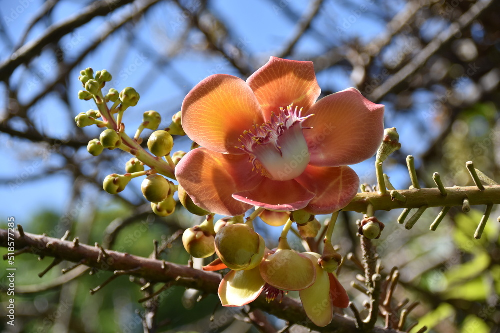 Kanonenkugelbaum (Couroupita guianensis)