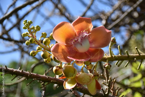 Obraz na płótnie Kanonenkugelbaum (Couroupita guianensis) w salonie