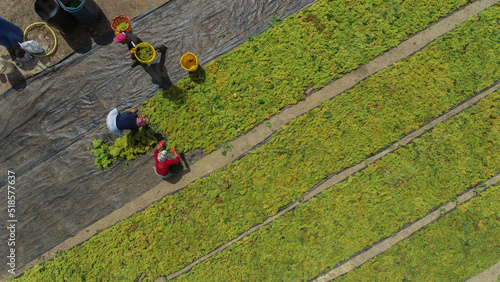 Drying sweet wine grapes under hot sun, raisins industry