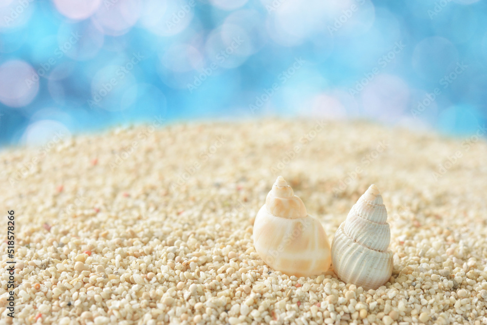 貝殻　サンゴ砂