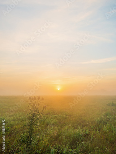 Thistle bush at dawn in a foggy field against the sky and the Sun, vertical photo