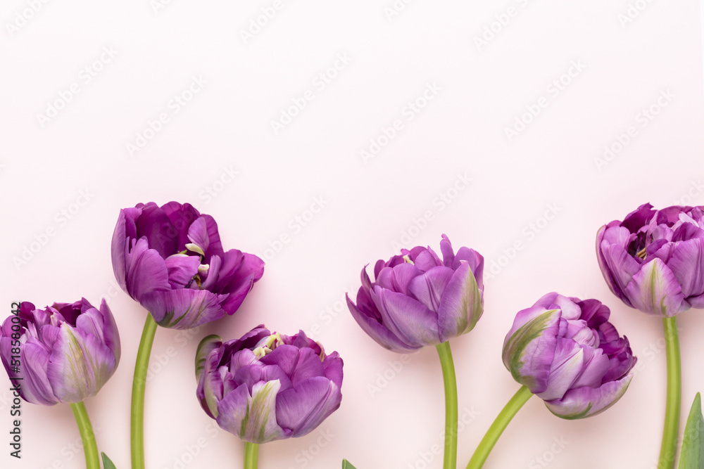 Lilac tulip flowers on pastel background. Lilac tulip flowers on pastel background.
