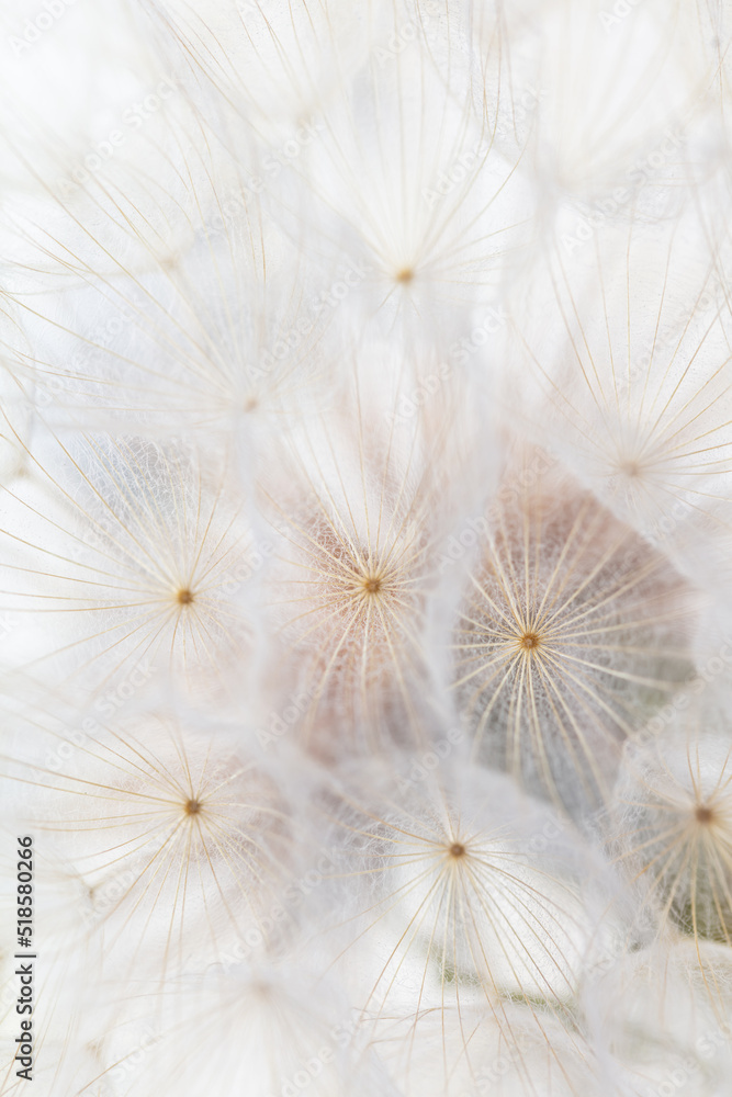 Abstract dandelion macro flower background. Seed macro closeup. Soft focus