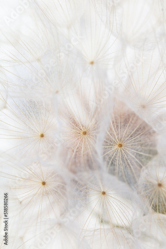 Abstract dandelion macro flower background. Seed macro closeup. Soft focus