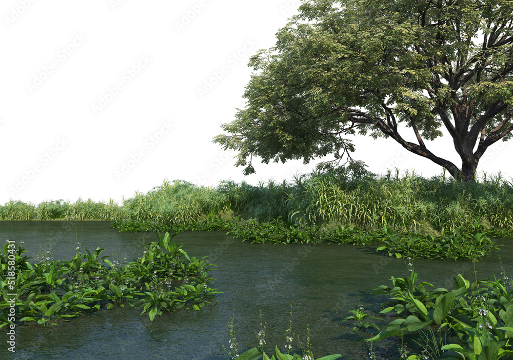Swamps and waterfront plants on a white background. Swamps and waterfront plants on a white background.