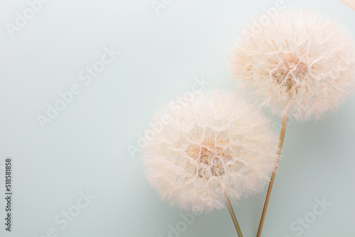 Abstract dandelion flower background. Seed macro closeup. Soft focus