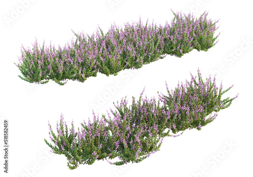 The shrub has flowers on a white background. photo