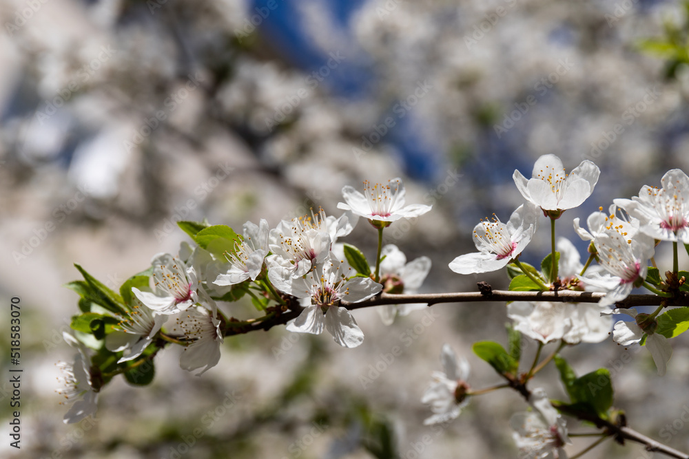 Beautiful branches of blossoming cherries. Beautiful abstract spring background. Beautiful branches of blossoming cherries. Beautiful abstract spring background.