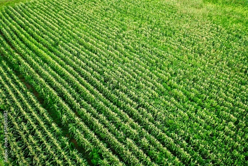 A cornfield. 