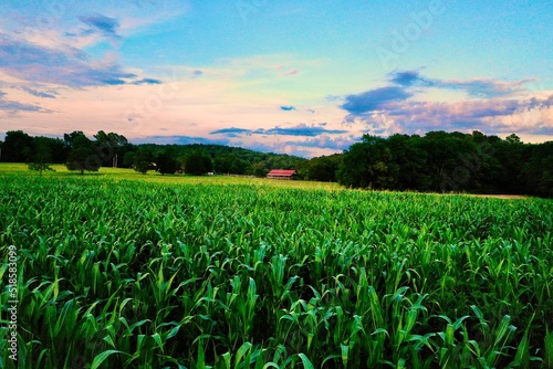 A corn field at sunset