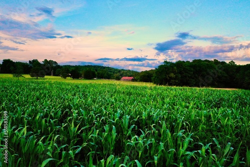 A corn field at sunset