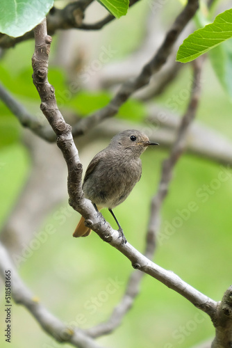 bird on a branch