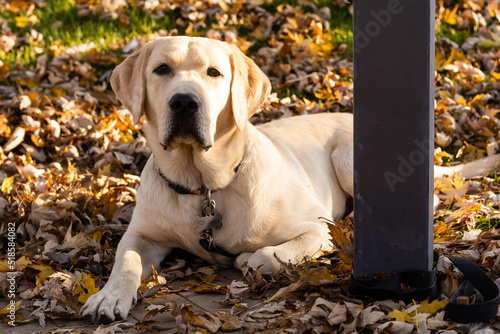 A golden labrador is sitting near a store on the street waiting for the owner. Tied by a dog leash to the railing. The dog looks into the distance