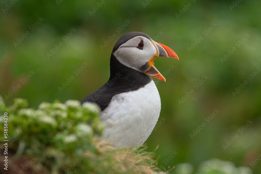 Naklejka premium Maskonur Puffin