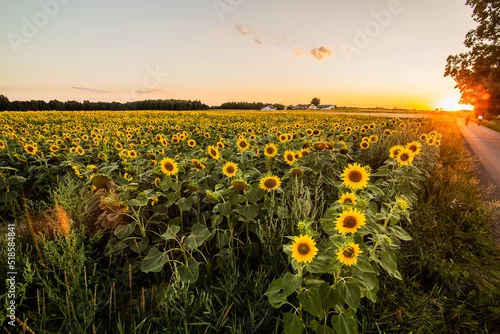 Obraz Pole słoneczników o zachodzie słońca