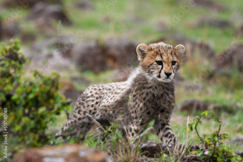Cheetah Cub Standing