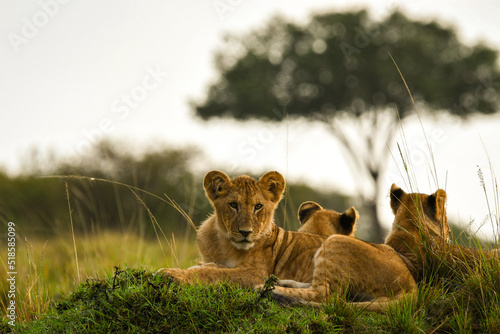 Lion Cub by Acacia Tree photo