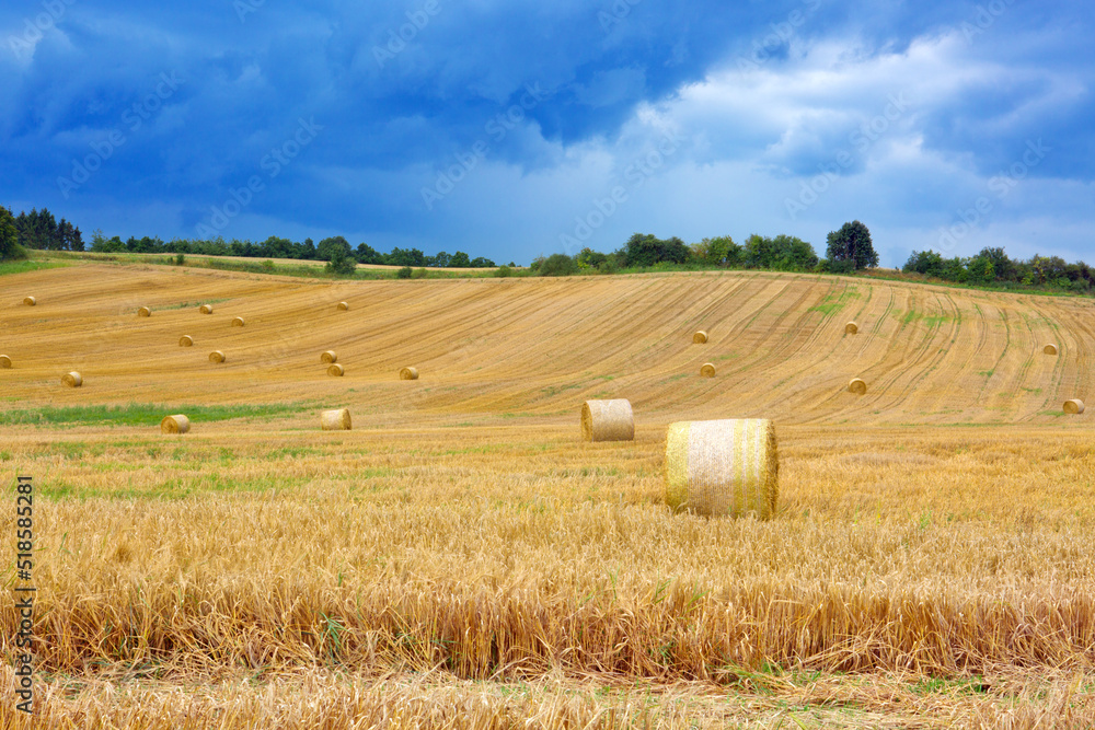 Field of grain.Farmer field of wheat against the blue sky.