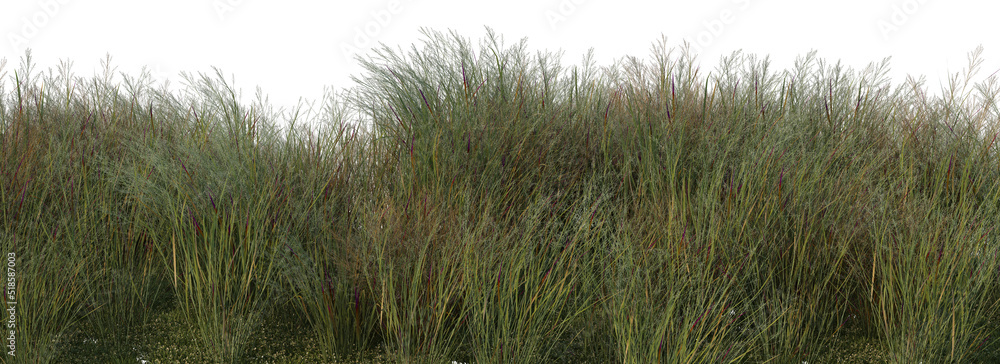 Fototapeta premium Streaky grass on a white background.