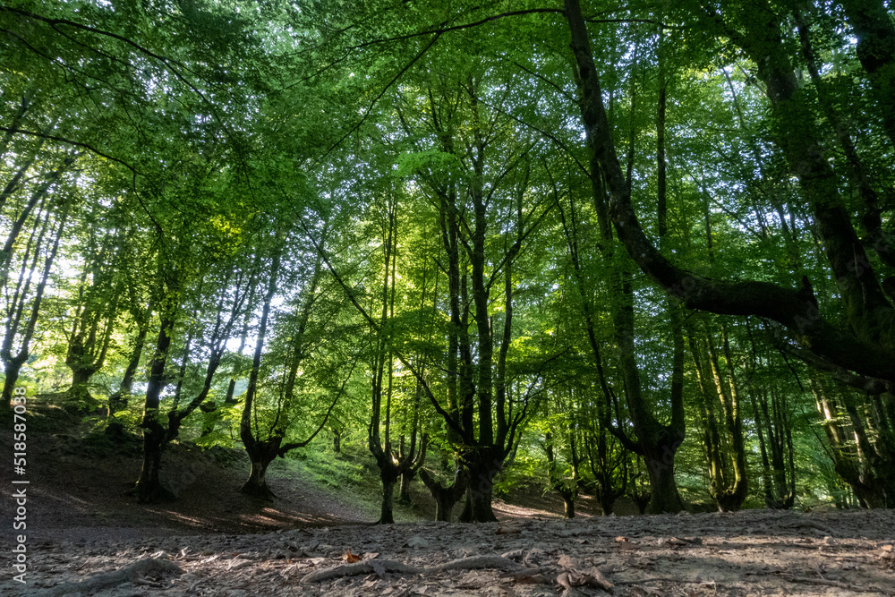 Solitary beech forest in northern Spain with river crossing Solitary beech forest in northern Spain with river crossing