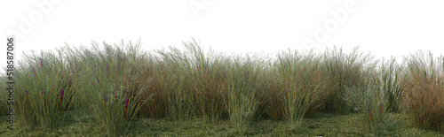 Streaky grass on a white background.