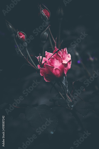 Dark Pink Rose 