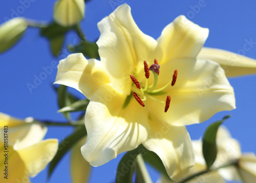 Close-up of yellow Lily on blue sky.  Daylily Bell flower in garden. Lily blooming. Lilium flower on blue background. Yellow asiatic hybrid lilies. Gardening concept. Flowers greeting card. 