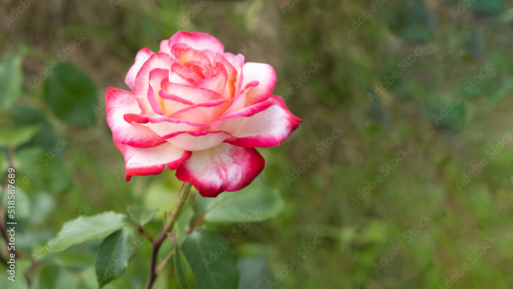 A beautiful blooming white rose with a pink rim on the petals, against a blurred background of a green garden. Selective focus. Copy the space view A beautiful blooming white rose with a pink rim on the petals, against a blurred background of a green garden. Selective focus. Copy the space view