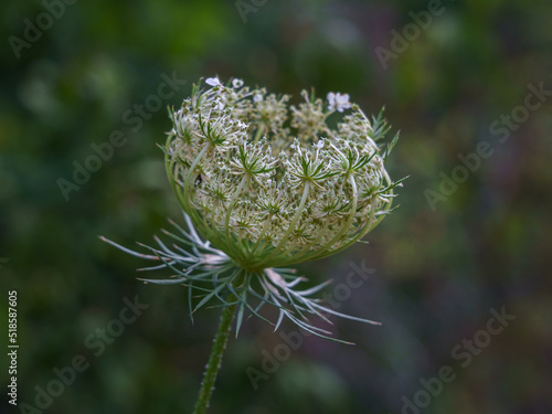 Closeup view of bright white and green daucus carota aka wild carrot, bird's nest or bishop's lace young flower blooming outdoors on natural background photo